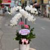Gia chủ phát tài 03