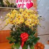 Hoa lan hồ điệp – Hd16