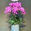 Hoa lan hồ điệp – Hd43